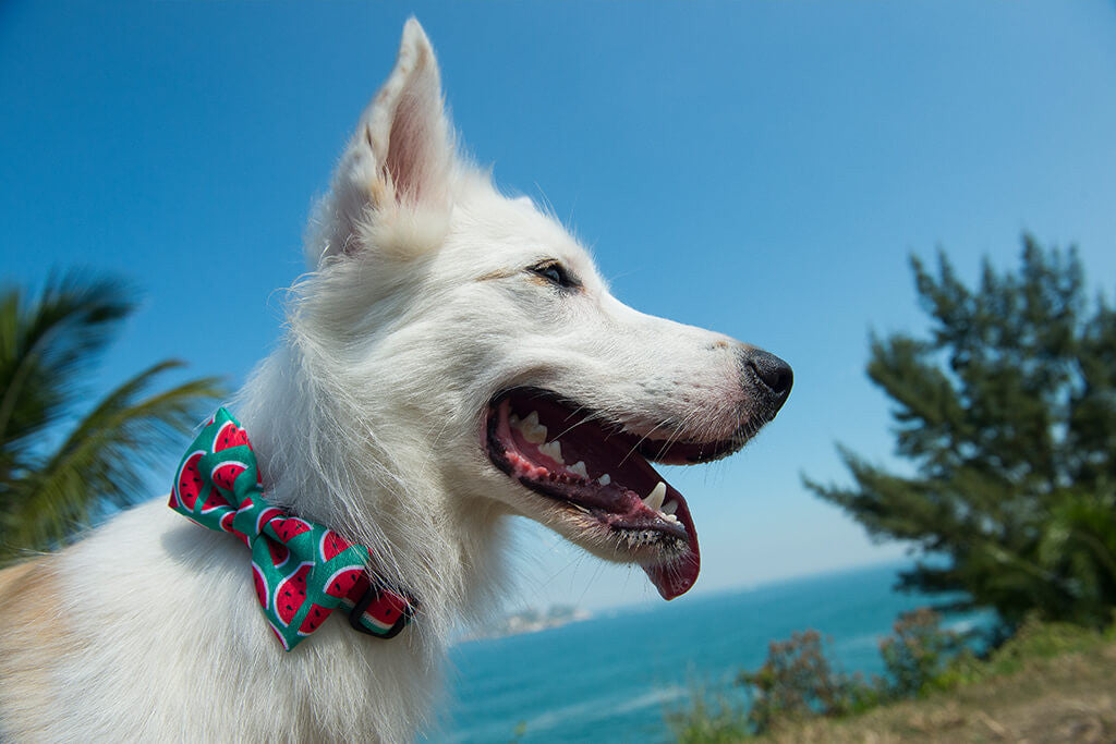 Lola Bow Tie | Zee.Dog