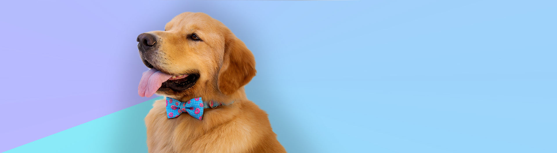 Homer | Donut Dog Bow Tie