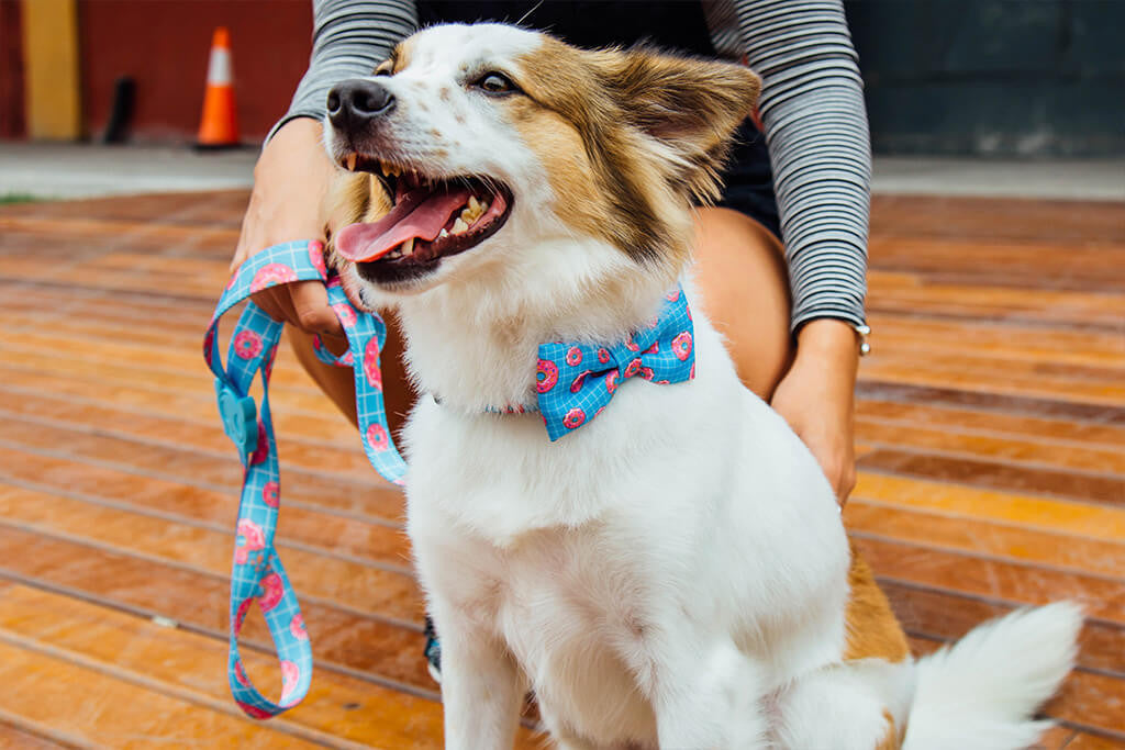Homer | Donut Dog Bow Tie