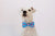 Homer | Donut Dog Bow Tie