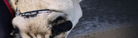 I'm The Boss Mini Dog Patch applyed on a small collar | Zee.Dog