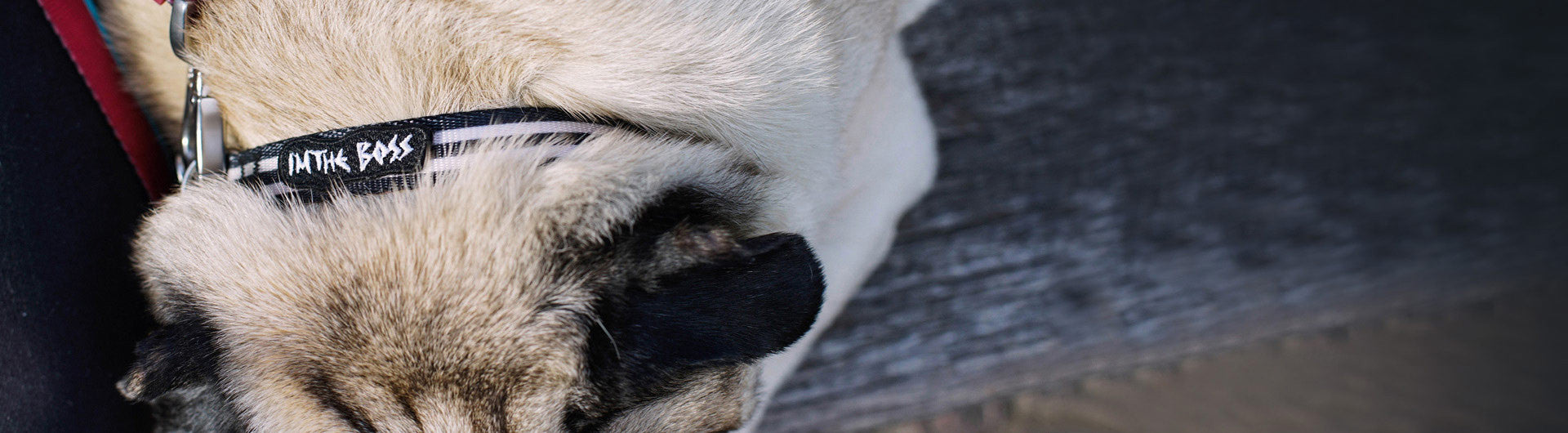 I'm The Boss Mini Dog Patch applyed on a small collar | Zee.Dog
