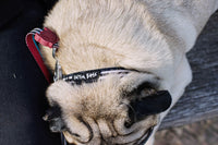 I'm The Boss Mini Dog Patch applyed on a small collar | Zee.Dog