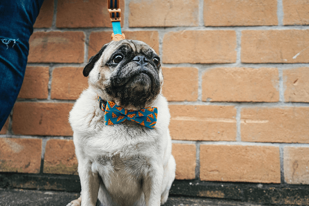 Dog wearing NYC Pizza Large Bow Tie | Zee.Dog