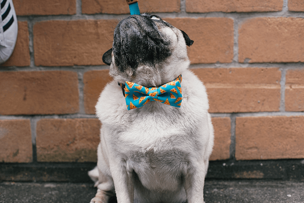 Dog wearing NYC Pizza Large Bow Tie | Zee.Dog