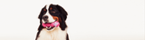 Bernese playing with Space Station Dog Toy | Alien Flex