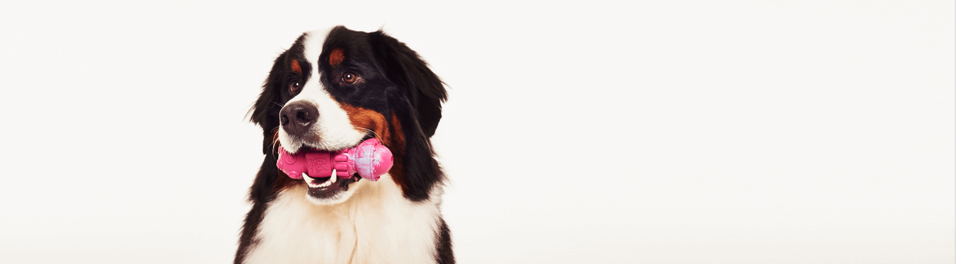 Bernese playing with Space Station Dog Toy | Alien Flex