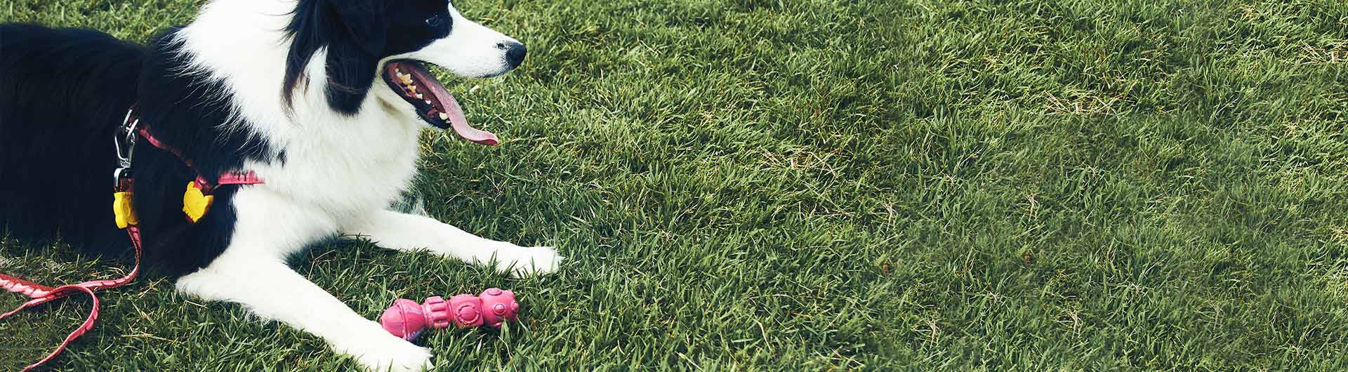 Border Collie playing with Space Station Dog Toy | Alien Flex